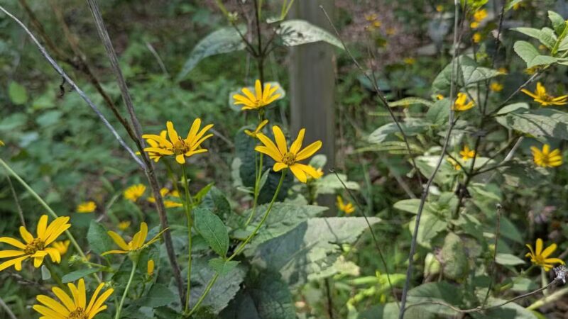 Horsham Dog Park - Horsham, PA