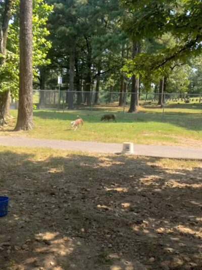 Hot Springs Bark Park - Hot Springs, AR