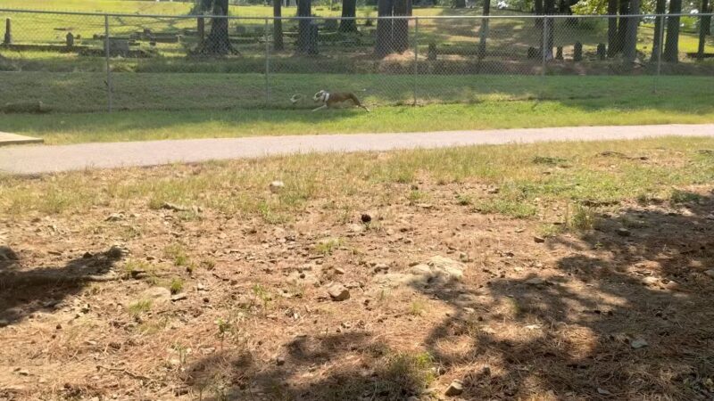 Hot Springs Bark Park - Hot Springs, AR