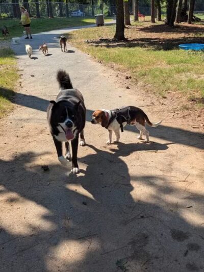 Hot Springs Bark Park - Hot Springs, AR