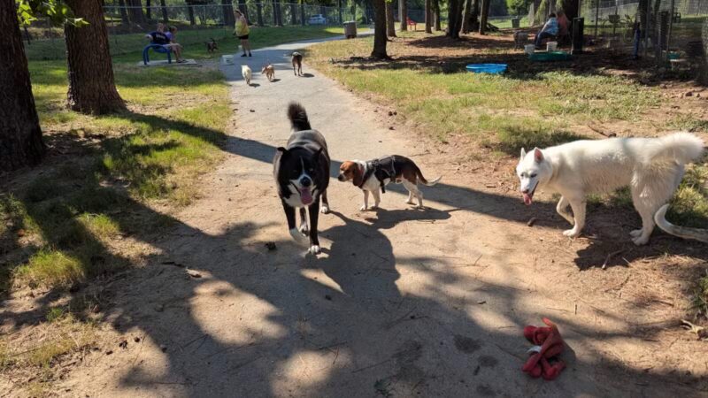 Hot Springs Bark Park - Hot Springs, AR