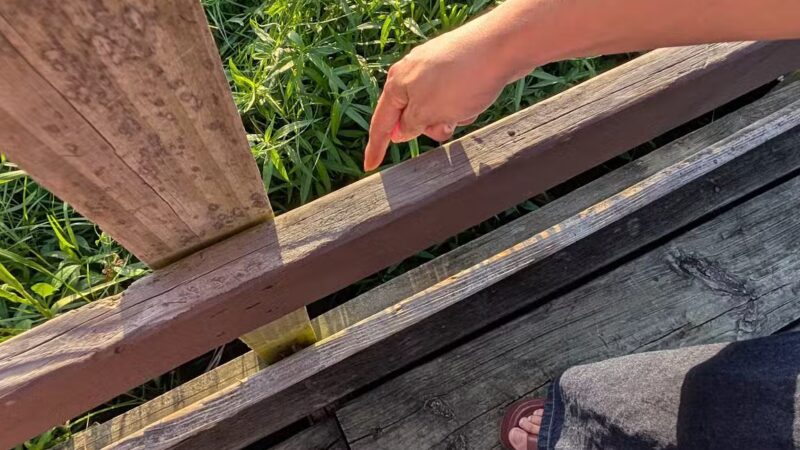 Bay Area Park Dog Park - Houston, TX