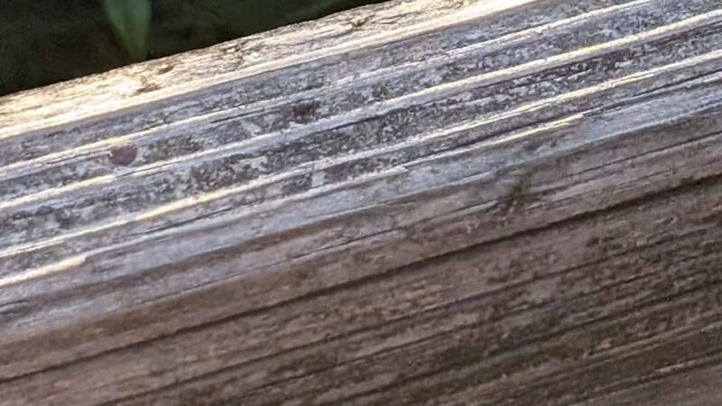 Bay Area Park Dog Park - Houston, TX