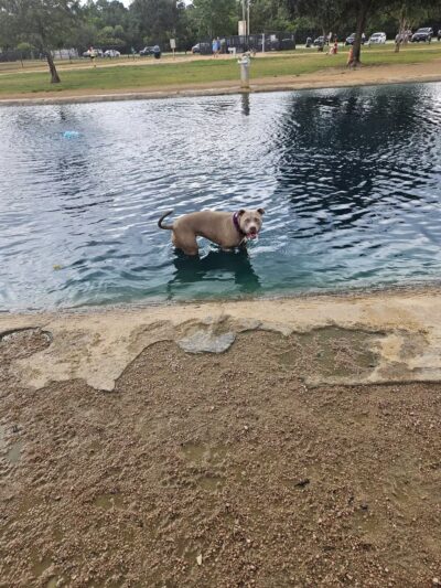 Congressman Bill Archer Dog Park - Houston, TX