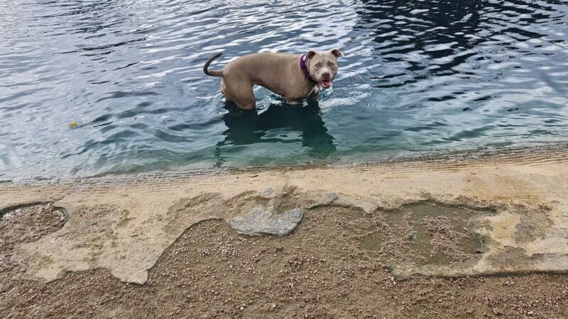 Congressman Bill Archer Dog Park - Houston, TX