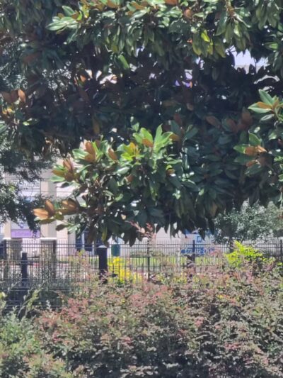 Cutten Green Dog Park - Houston, TX