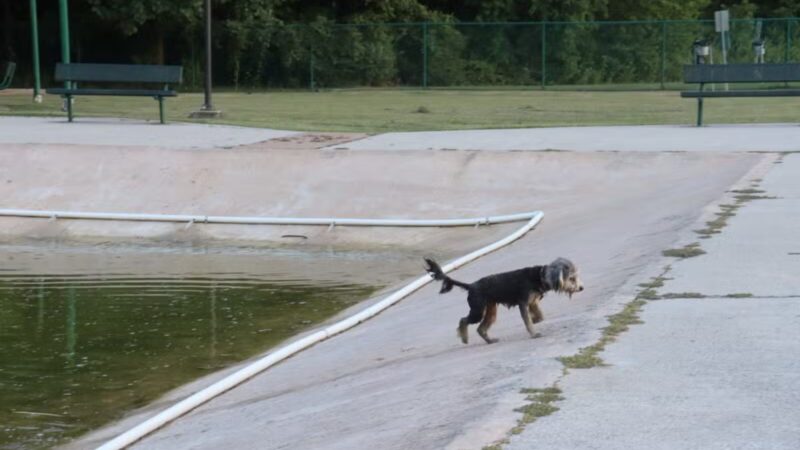 Gene Green Dog Park - Houston, TX