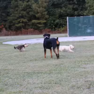 Gene Green Dog Park - Houston, TX