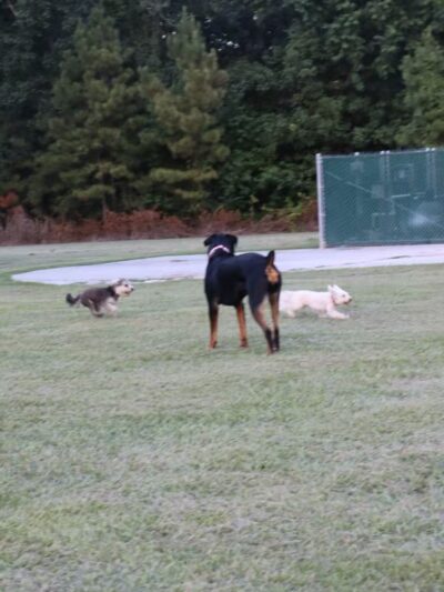 Gene Green Dog Park - Houston, TX