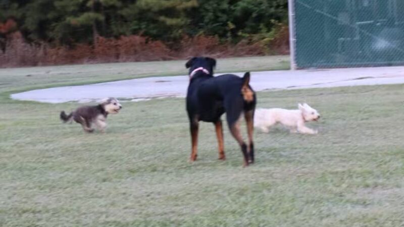 Gene Green Dog Park - Houston, TX