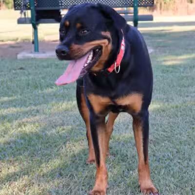 Gene Green Dog Park - Houston, TX