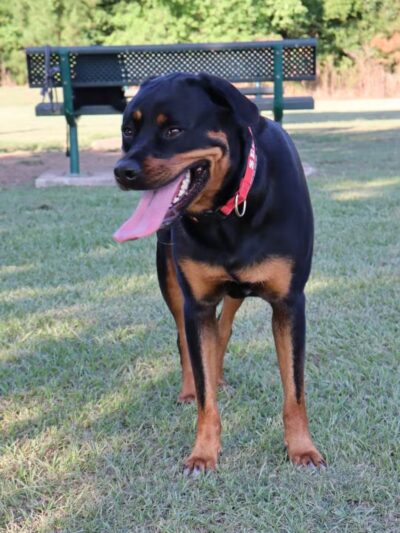 Gene Green Dog Park - Houston, TX