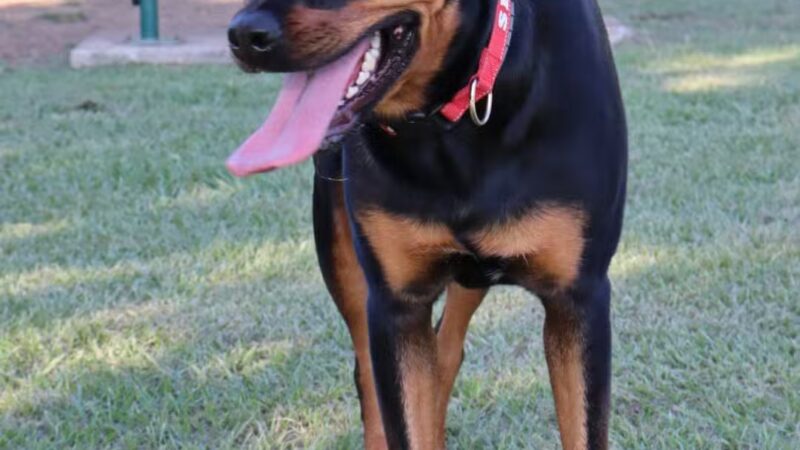 Gene Green Dog Park - Houston, TX