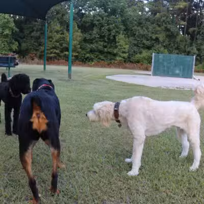 Gene Green Dog Park - Houston, TX