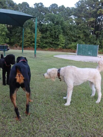 Gene Green Dog Park - Houston, TX