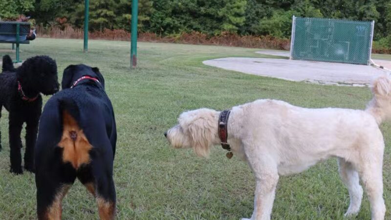 Gene Green Dog Park - Houston, TX