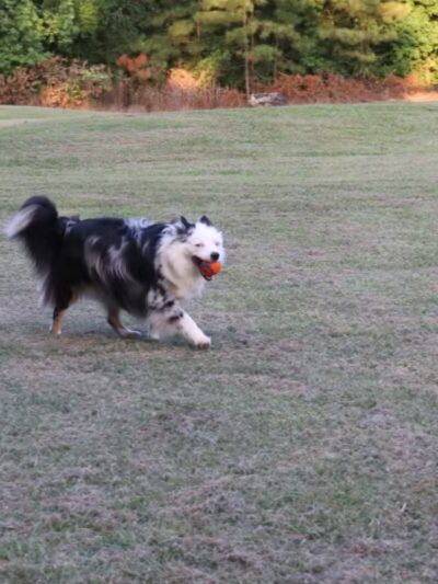 Gene Green Dog Park - Houston, TX