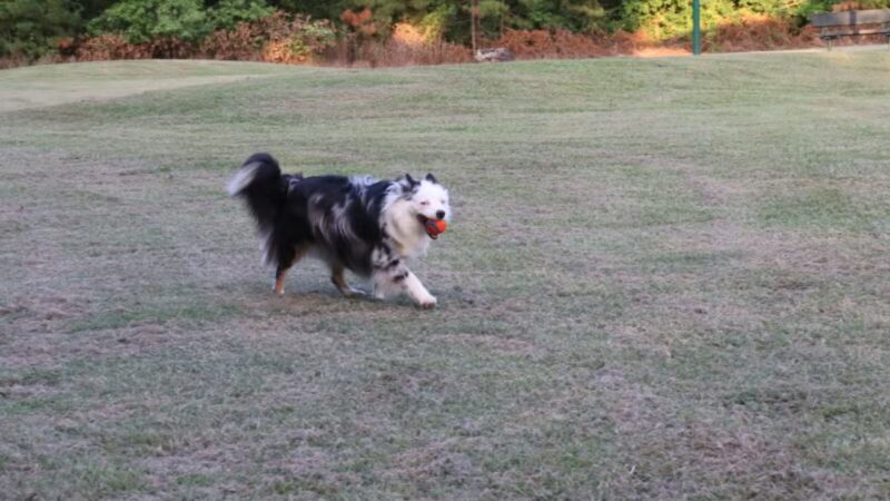 Gene Green Dog Park - Houston, TX