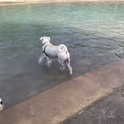 Johnny Steele Dog Park - Houston, TX