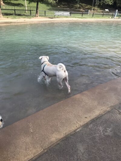 Johnny Steele Dog Park - Houston, TX