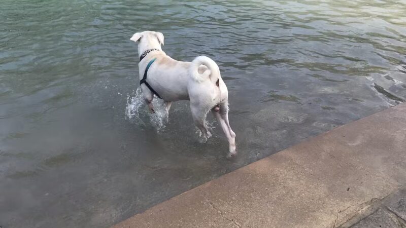 Johnny Steele Dog Park - Houston, TX