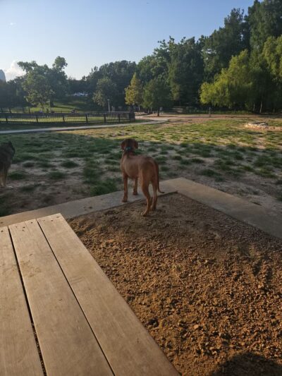 Johnny Steele Dog Park - Houston, TX