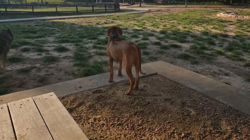 Johnny Steele Dog Park - Houston, TX