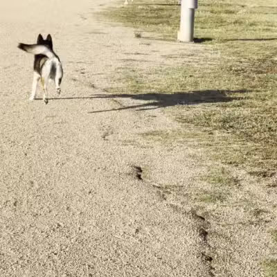 Millie Bush Dog Park - Houston, TX