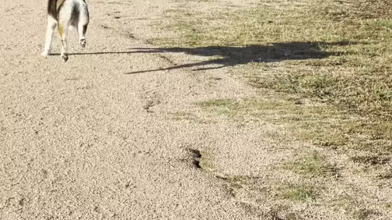Millie Bush Dog Park - Houston, TX