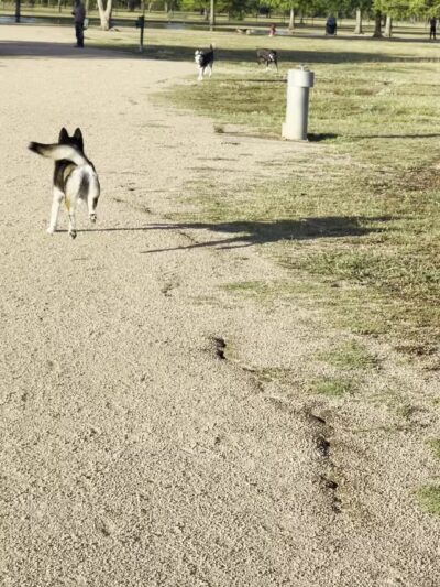 Millie Bush Dog Park - Houston, TX