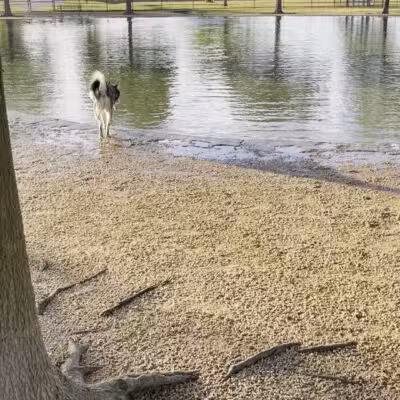 Millie Bush Dog Park - Houston, TX