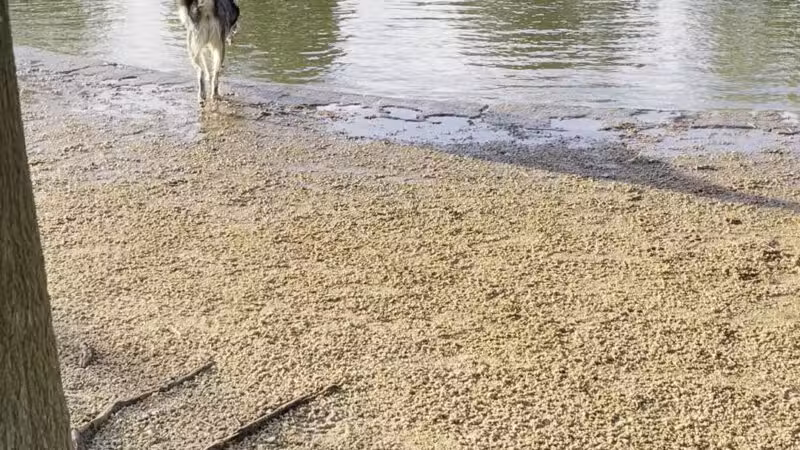 Millie Bush Dog Park - Houston, TX