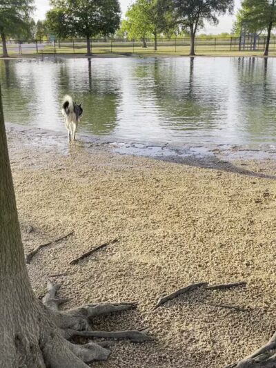 Millie Bush Dog Park - Houston, TX
