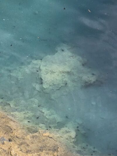 Millie Bush Dog Park - Houston, TX