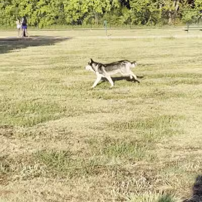 Millie Bush Dog Park - Houston, TX