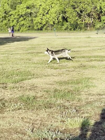 Millie Bush Dog Park - Houston, TX