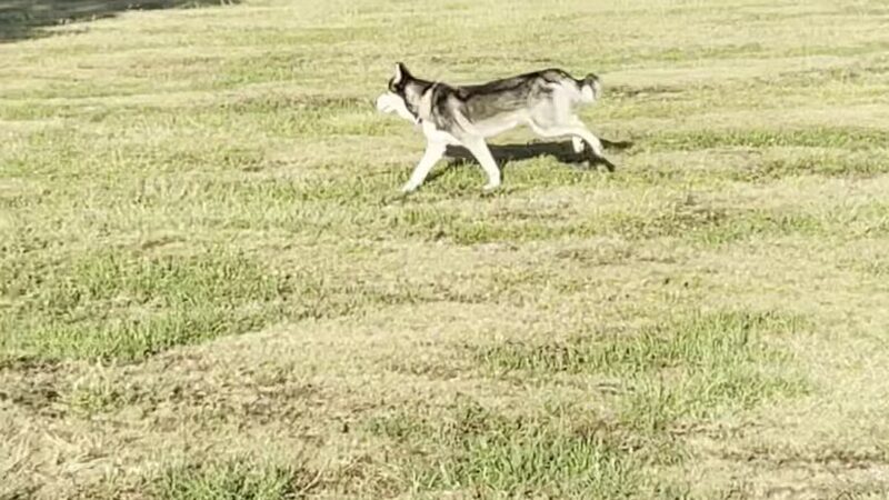 Millie Bush Dog Park - Houston, TX