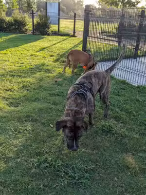 Cutten Green Dog Park - Houston, TX