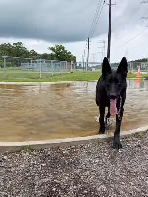 Dog Park at Deussen Park - Houston, TX