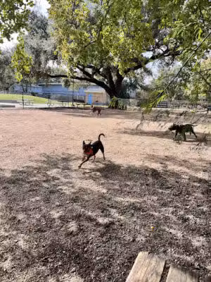 Ervan Chew Dog Park - Houston, TX