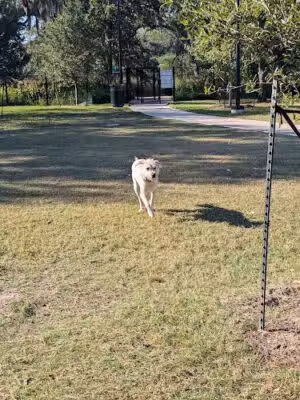McWilliams Dog Park - Houston, TX