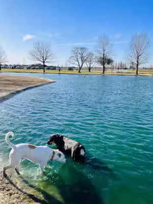 Millie Bush Dog Park - Houston, TX