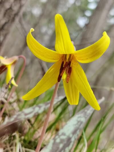 Artman Park - Howard City,