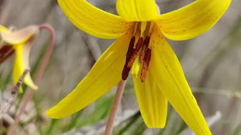 Artman Park - Howard City,