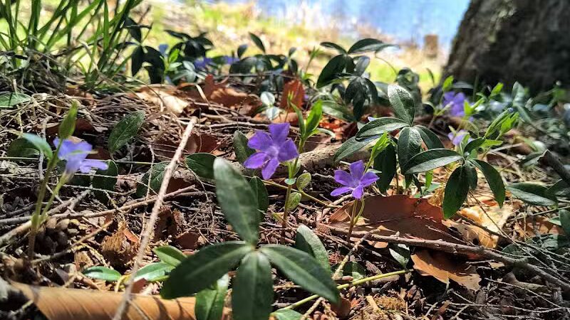 Artman Park - Howard City,