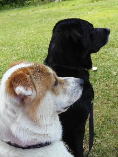 Artman Park - Howard City,