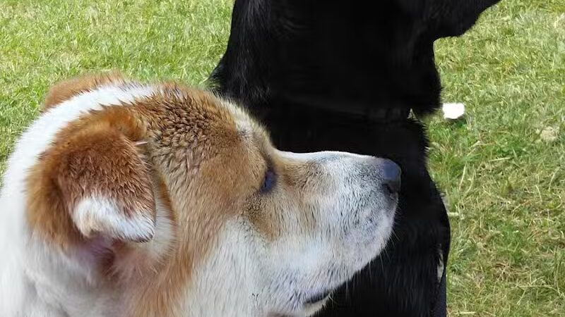 Artman Park - Howard City,