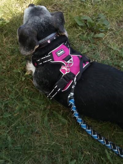 Ensley Park - Howard City,