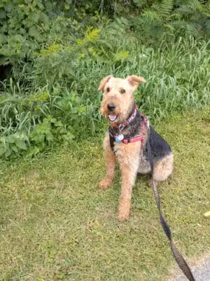 White Pine Trail State Park - Howard City,