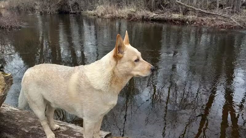 Minnie Farmer Park - Howard City,